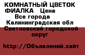 КОМНАТНЫЙ ЦВЕТОК -ФИАЛКА › Цена ­ 1 500 - Все города  »    . Калининградская обл.,Светловский городской округ 